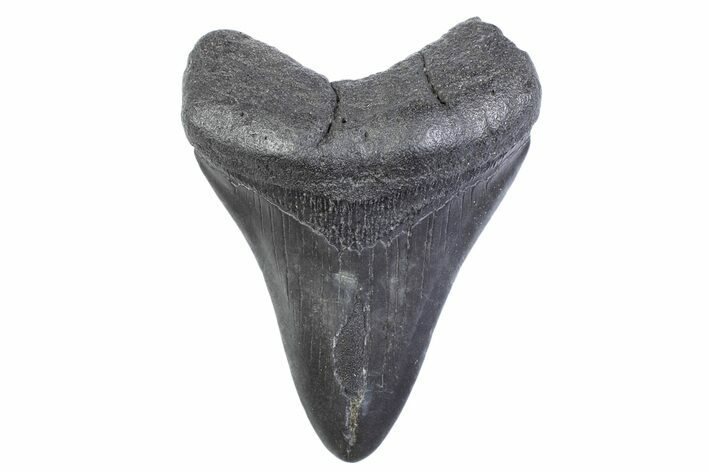 Fossil Megalodon Tooth - South Carolina #371872
